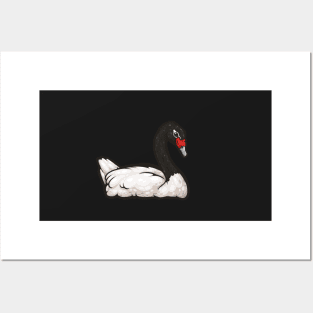 Black-Necked Swan Posters and Art